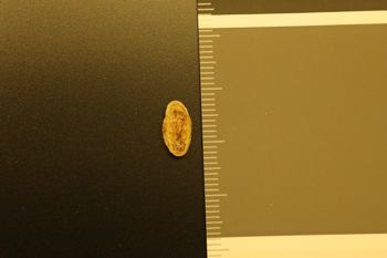 Media type: image;   Malacology 155960 Description: Preserved specimen.;